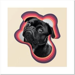 A black pug looking up Posters and Art